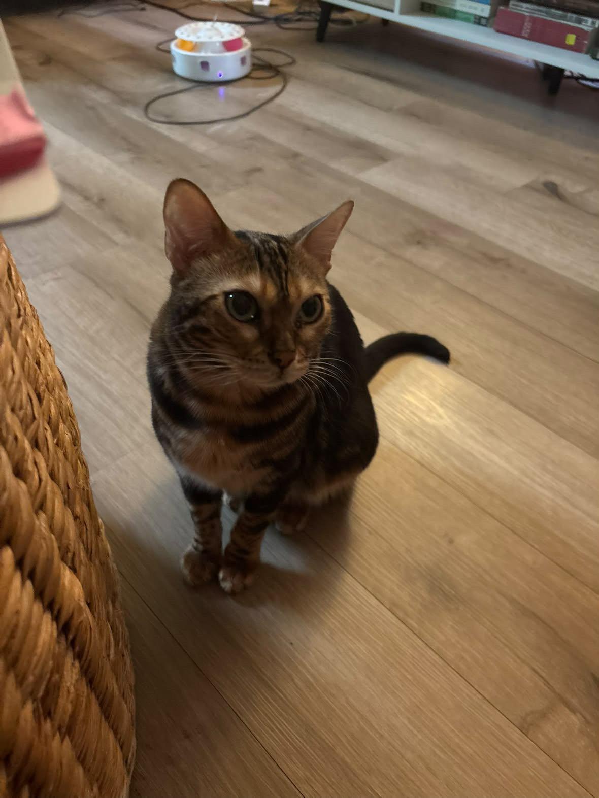 Princess, Adoptable, Young Female Bengal.