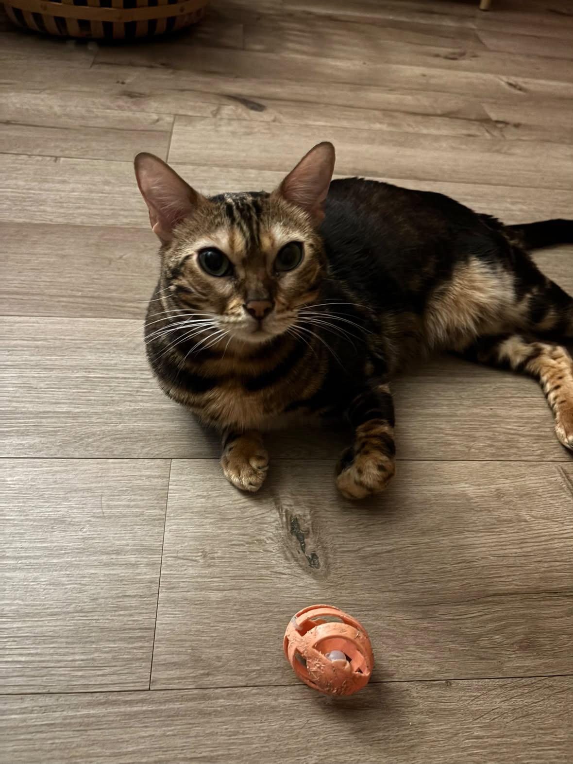 Enlarge Princess, a Adoptable Bengal in Sicklerville , NJ image 2/3