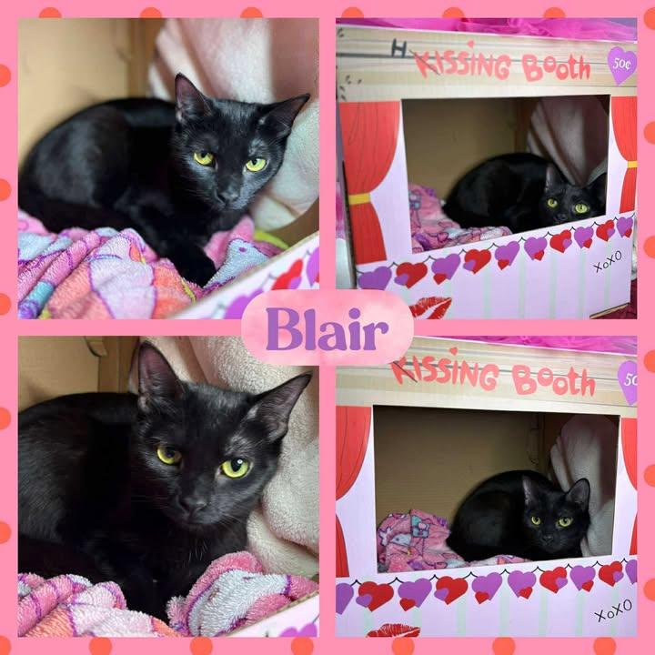 Enlarge Blair, a Adoptable mixed breed in Huntington, WV image 1/1