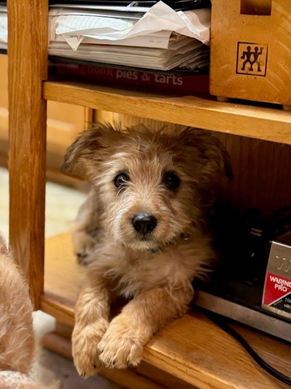 Enlarge Berry, a Adoptable mixed breed in Knoxville, TN image 1/6