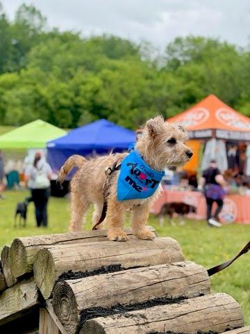 Enlarge Berry, a Adoptable mixed breed in Knoxville, TN image 1/6