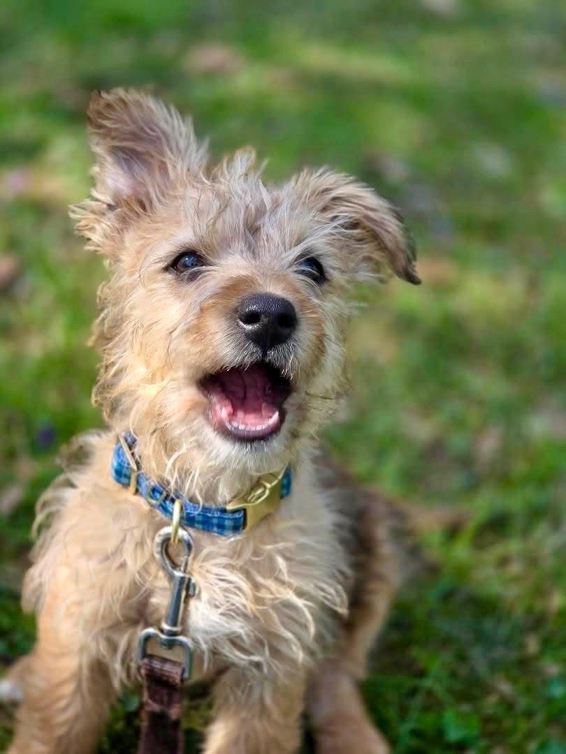 Enlarge Berry, a Adoptable mixed breed in Knoxville, TN image 2/6