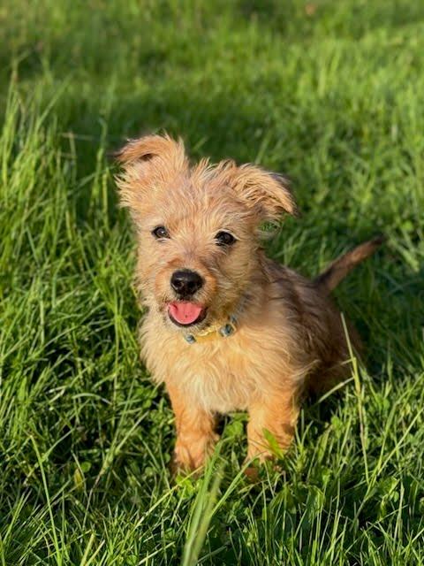 Enlarge Berry, a Adoptable mixed breed in Knoxville, TN image 3/6