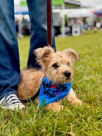 Enlarge Berry, a Adoptable mixed breed in Knoxville, TN image 3/6