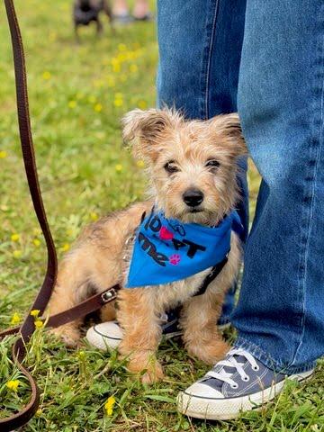 Enlarge Berry, a Adoptable mixed breed in Knoxville, TN image 4/6