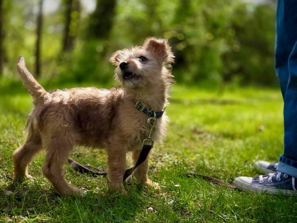 Enlarge Berry, a Adoptable mixed breed in Knoxville, TN image 4/6