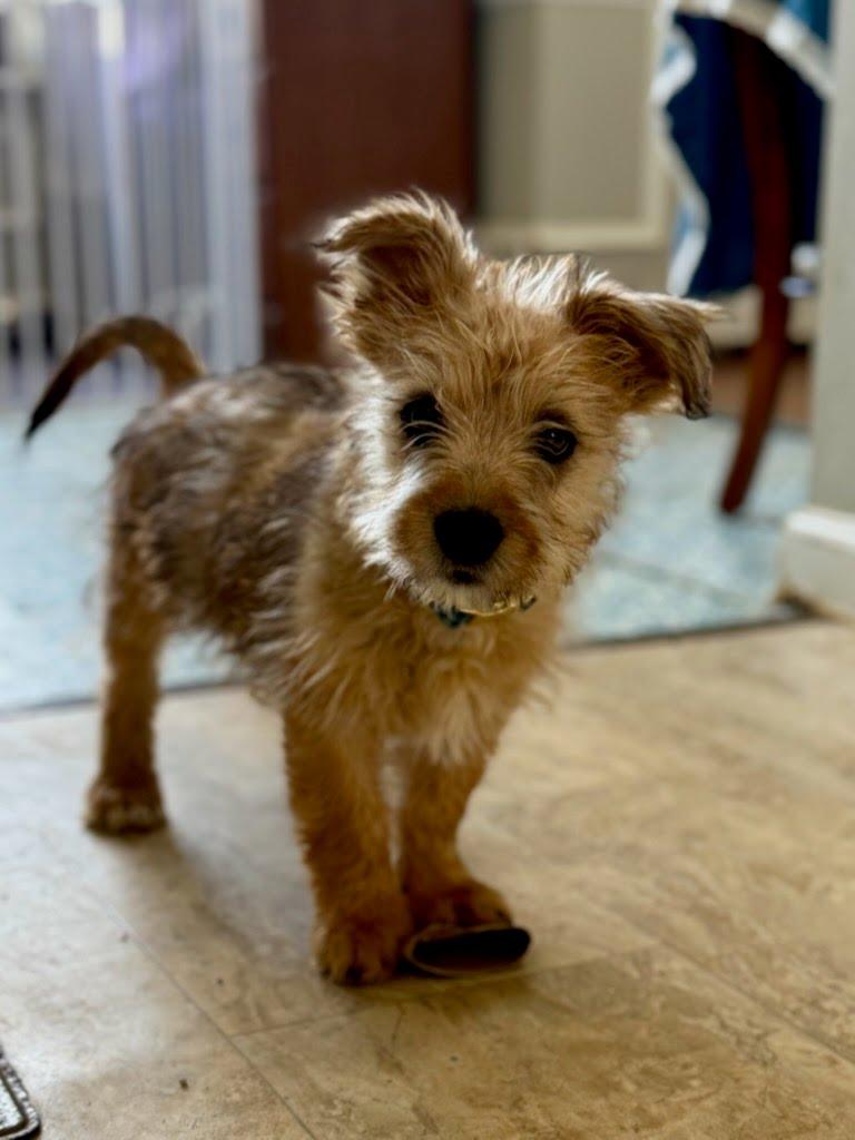 Enlarge Berry, a Adoptable mixed breed in Knoxville, TN image 5/6