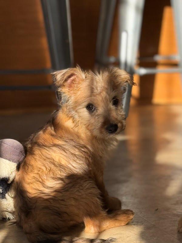 Enlarge Berry, a Adoptable mixed breed in Knoxville, TN image 6/6