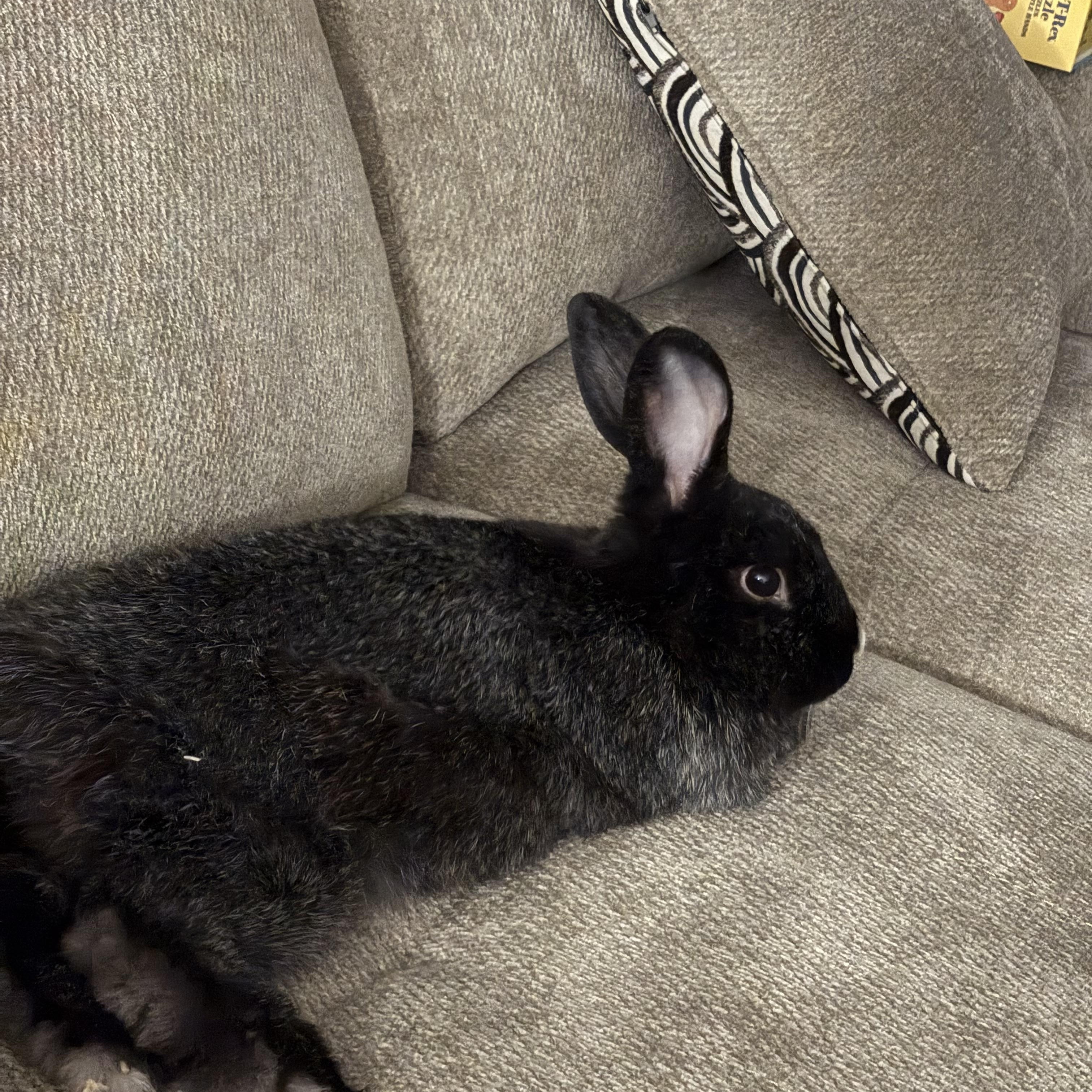 Enlarge Dahlia, a ADOPTABLE Bunny Rabbit in Cambridge, ON image 2/5