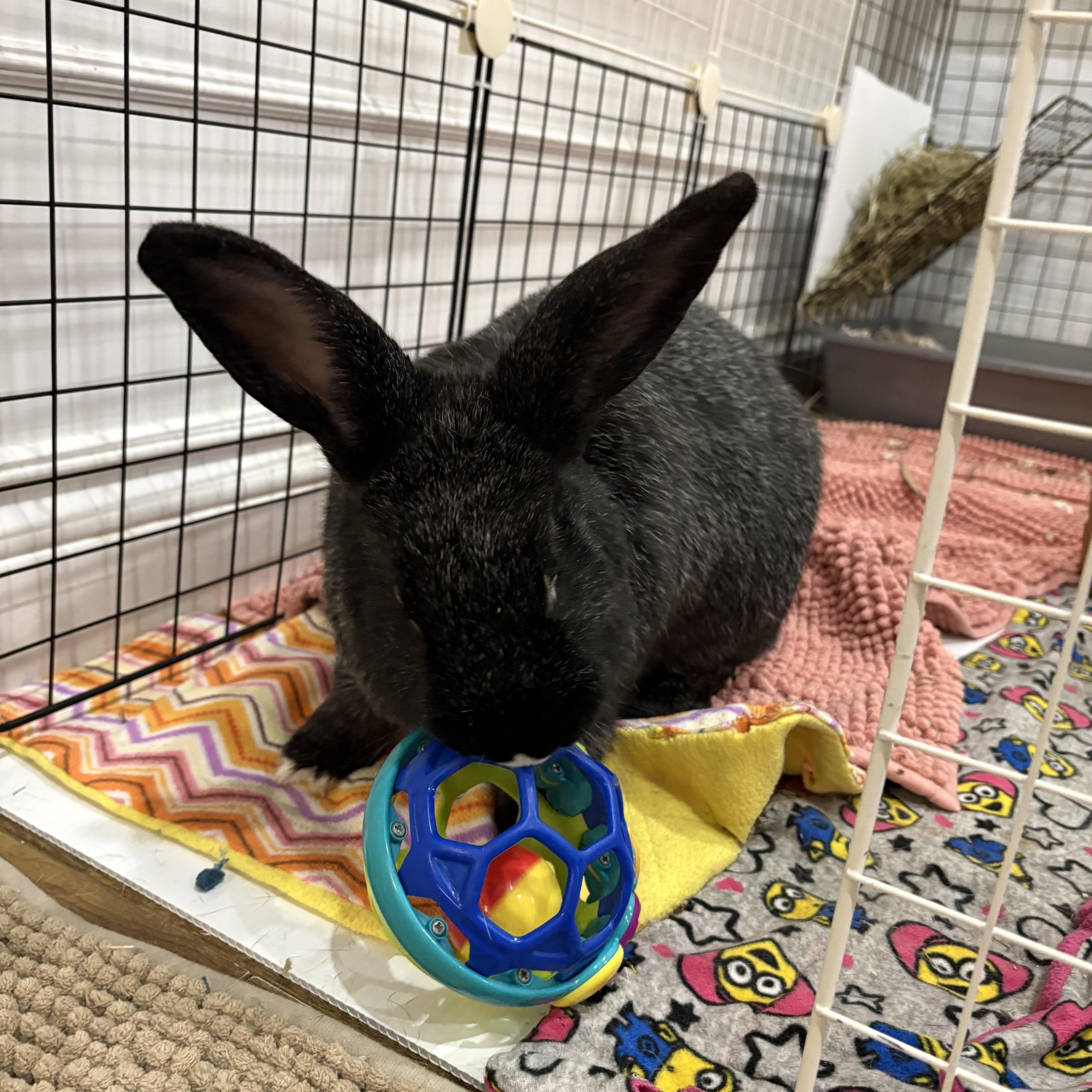 Enlarge Dahlia, a ADOPTABLE Bunny Rabbit in Cambridge, ON image 5/5