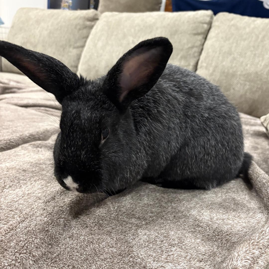 Dahlia, ADOPTABLE, Adult Female Bunny Rabbit.