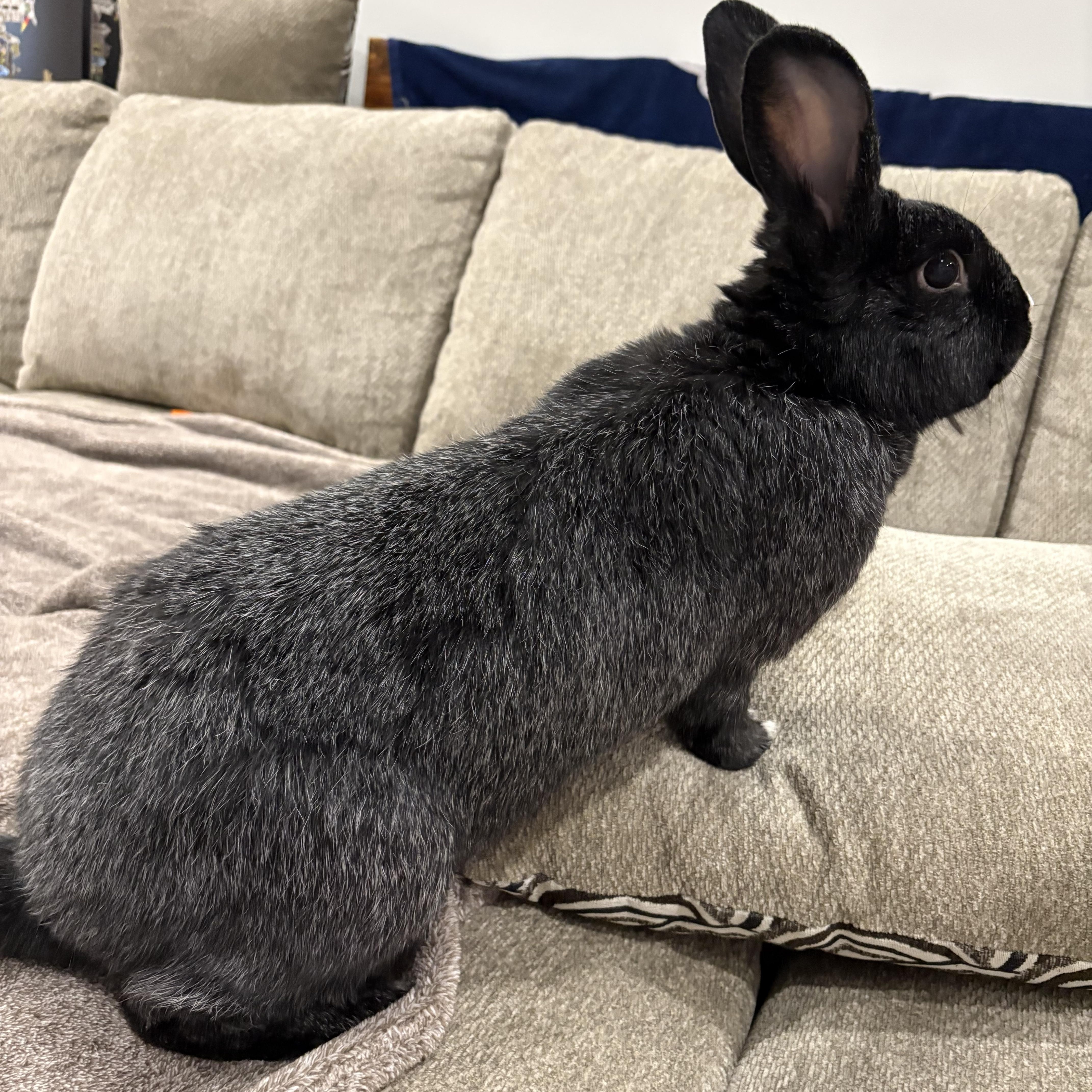 Enlarge Dahlia, a ADOPTABLE Bunny Rabbit in Cambridge, ON image 4/5