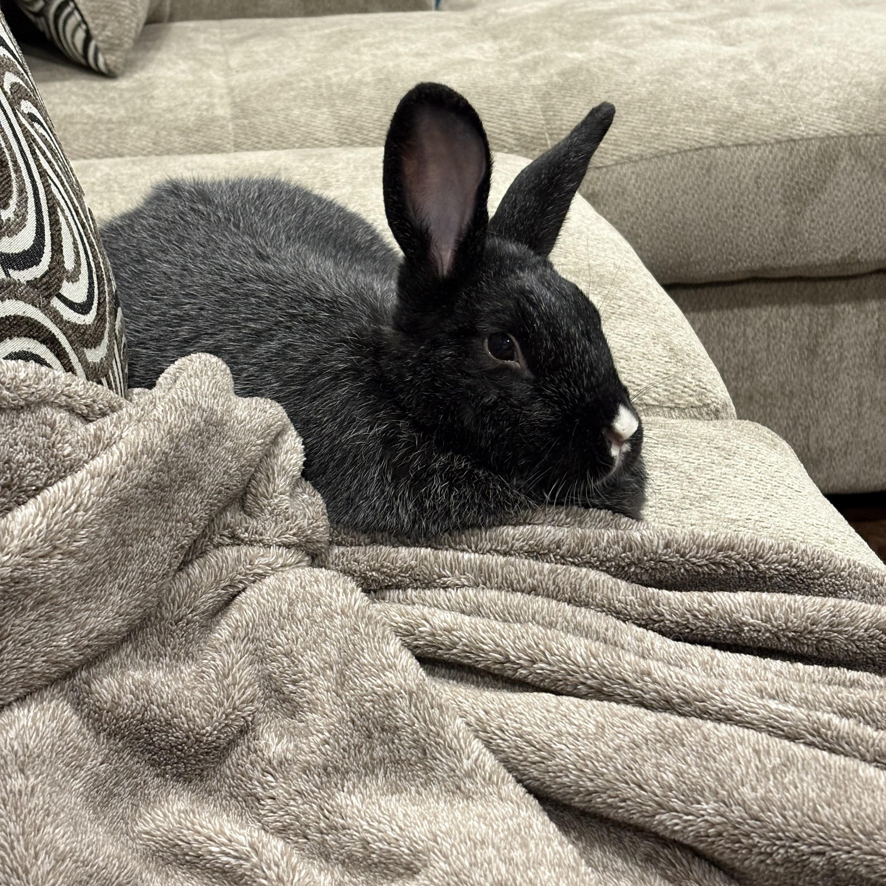 Enlarge Dahlia, a ADOPTABLE Bunny Rabbit in Cambridge, ON image 3/5