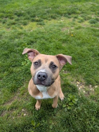 Dallas, ADOPTABLE, Young Female Boxer.