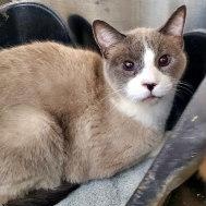 EWOK, Adoptable, Senior Male Snowshoe & Siamese.