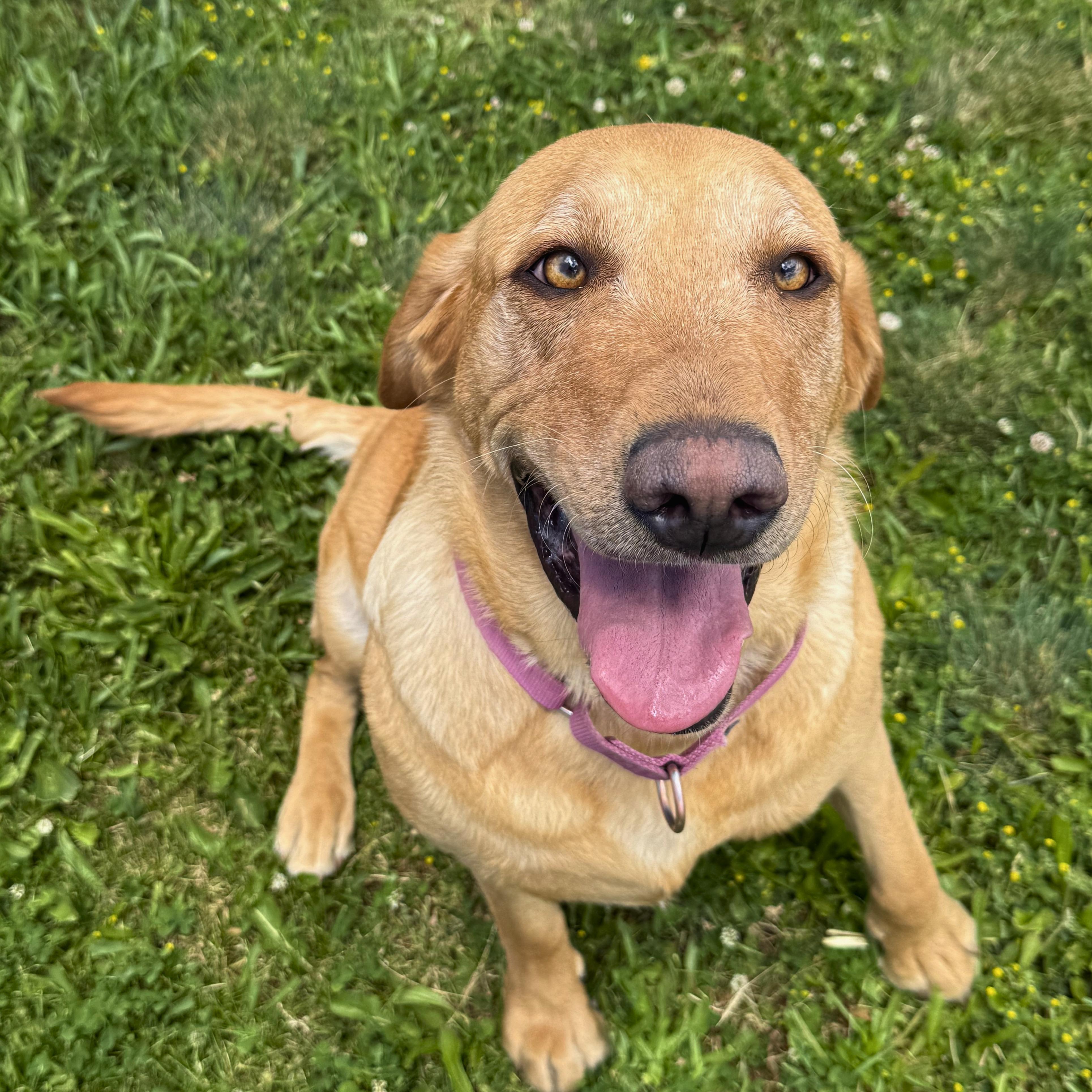 Toph, adoptable, Adult Female Yellow Labrador Retriever.
