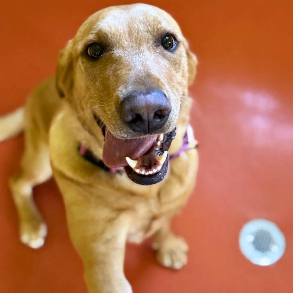 Toph, an adoptable Yellow Labrador Retriever in Ridgway, CO image 2/3