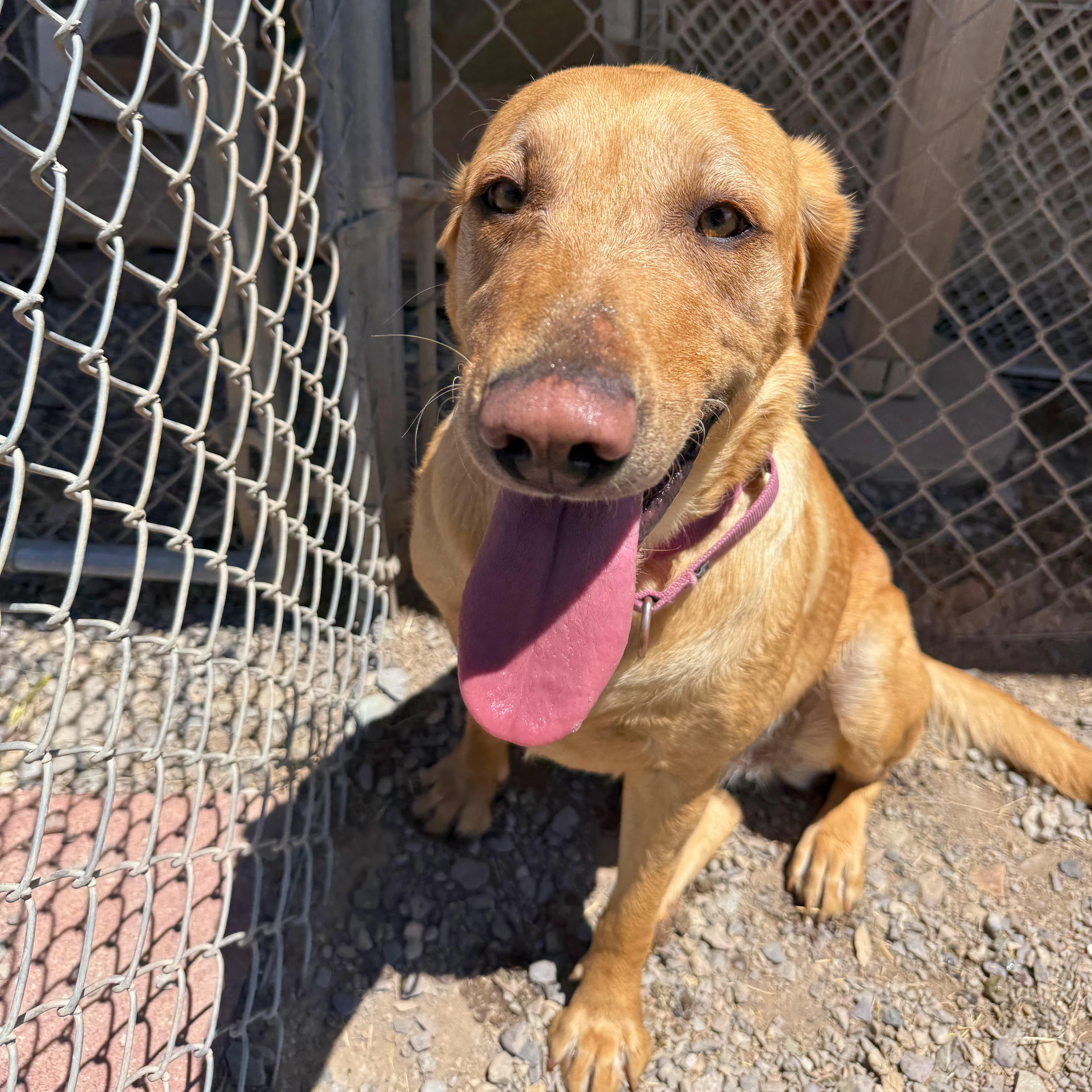 Toph, an adoptable Yellow Labrador Retriever in Ridgway, CO image 2/6