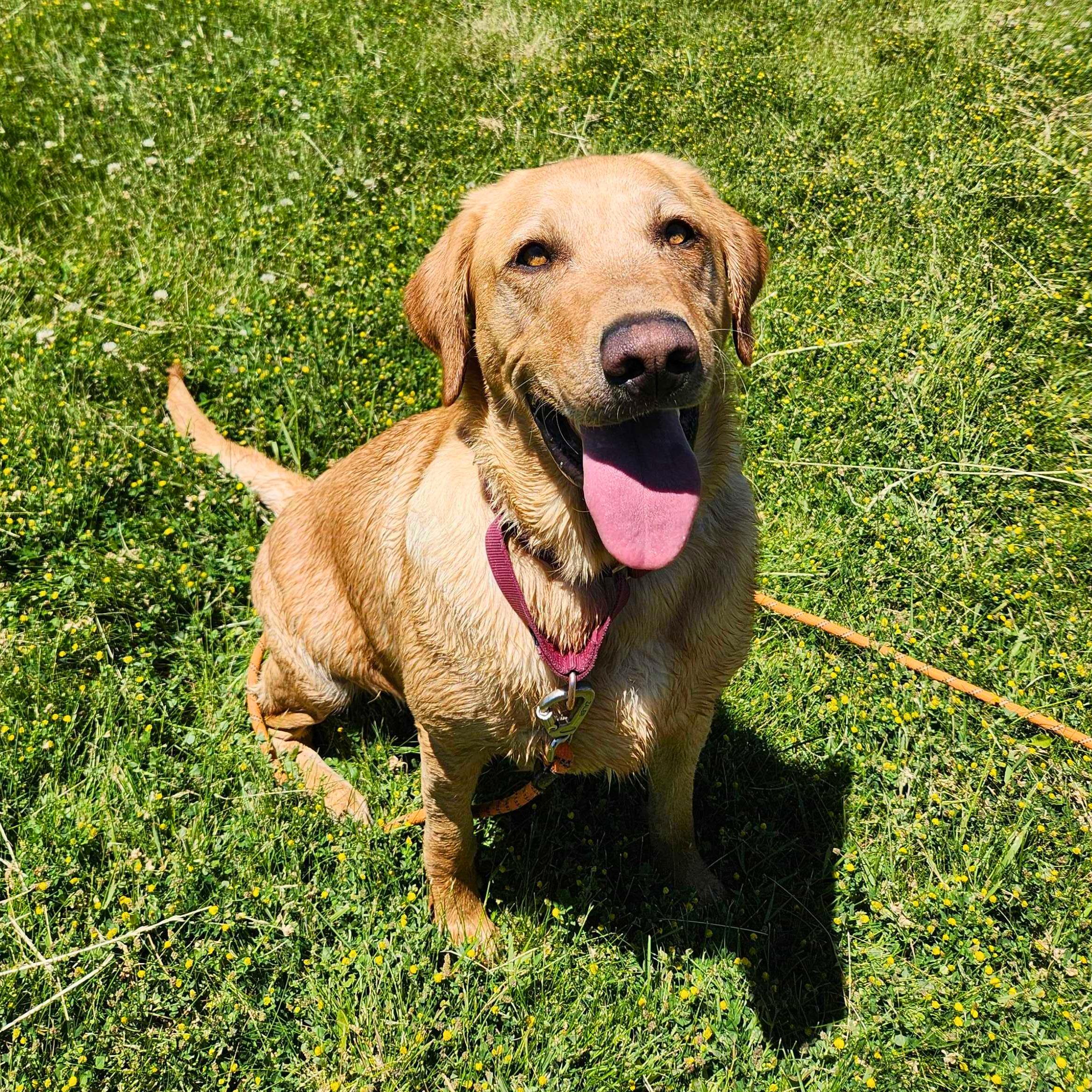 Toph, an adoptable Yellow Labrador Retriever in Ridgway, CO image 5/6