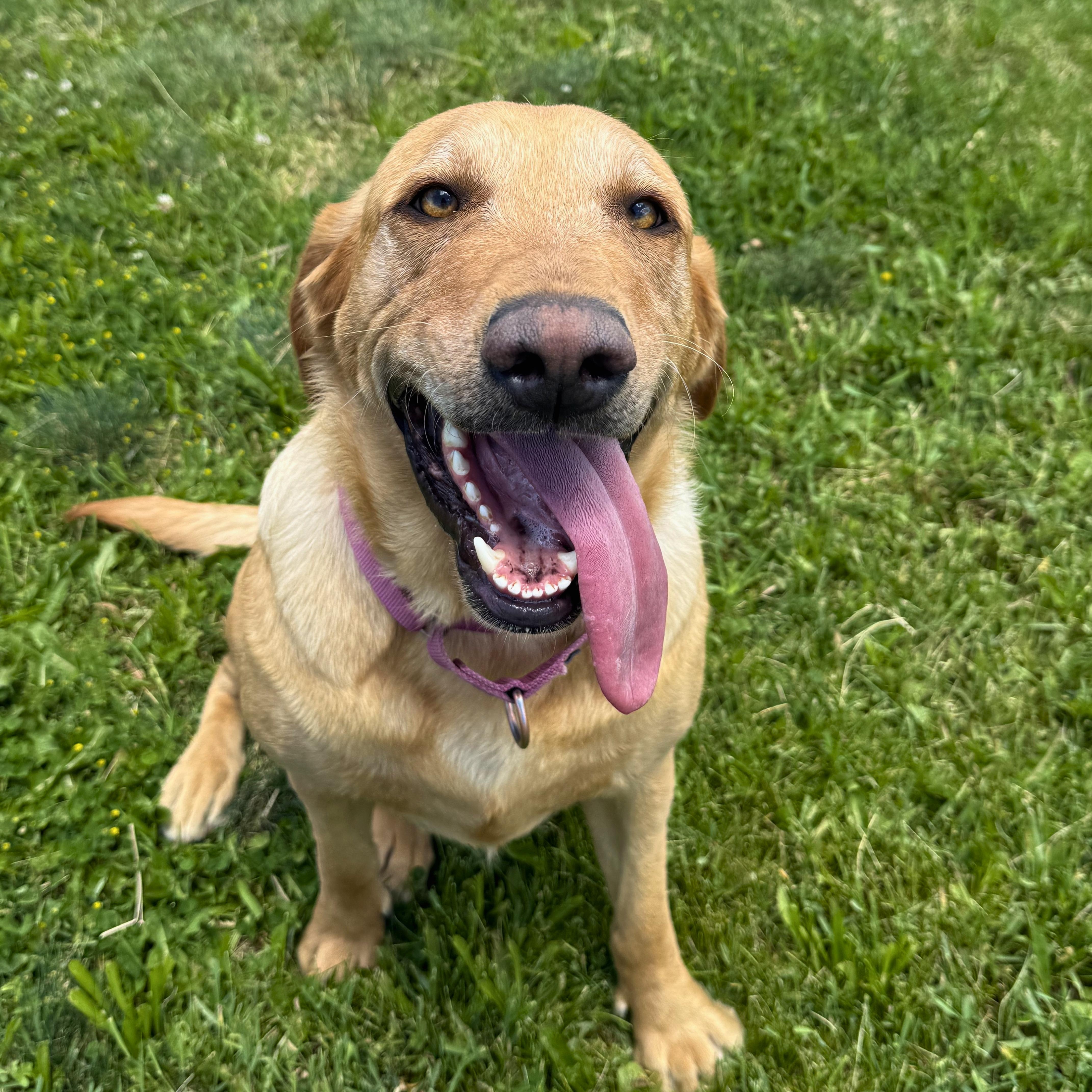 Toph, an adoptable Yellow Labrador Retriever in Ridgway, CO image 1/6