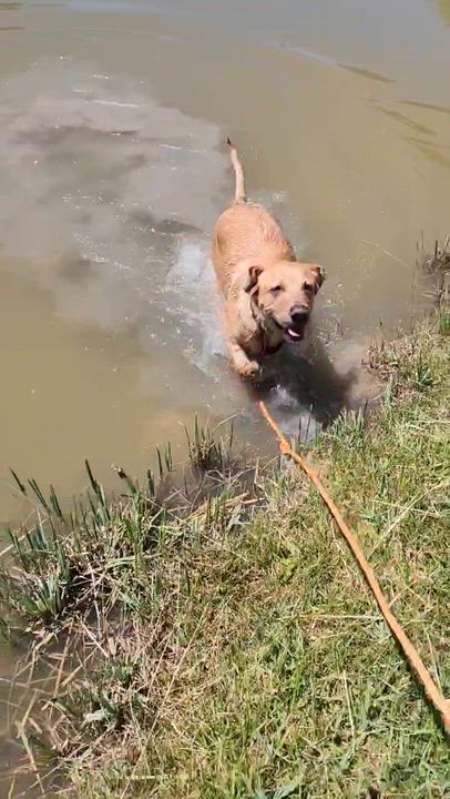 Enlarge Toph, an adoptable Yellow Labrador Retriever in Ridgway, CO video 6/6