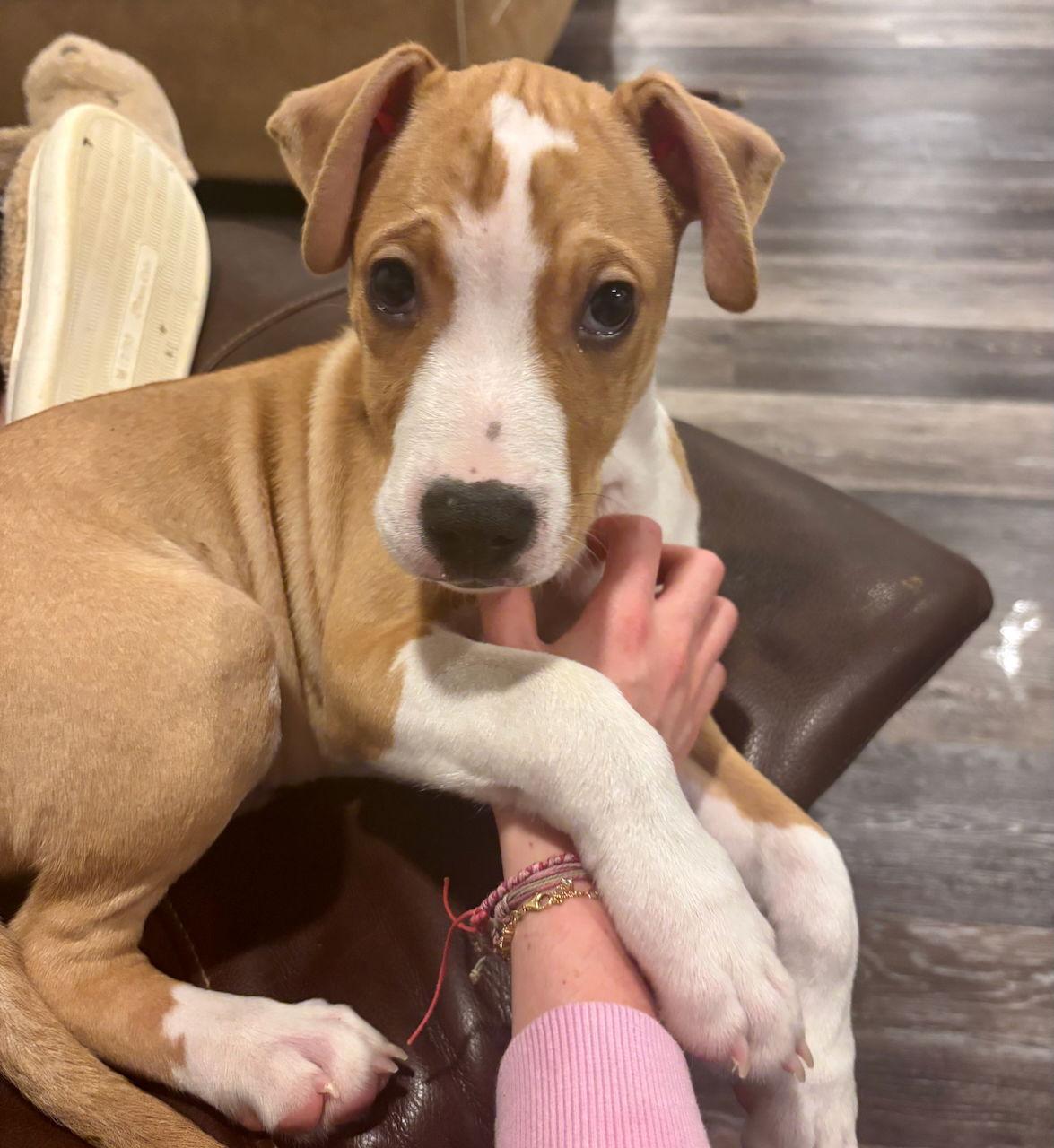 Angel Food Cake, Adoptable, Puppy Male Boston Terrier & Pit Bull Terrier.