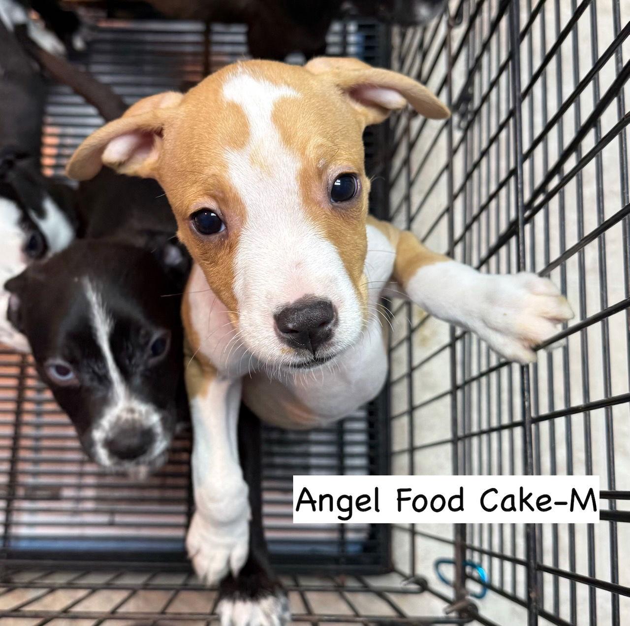 Enlarge Angel Food Cake, a Adoptable mixed breed in GILBERTS, IL image 2/3