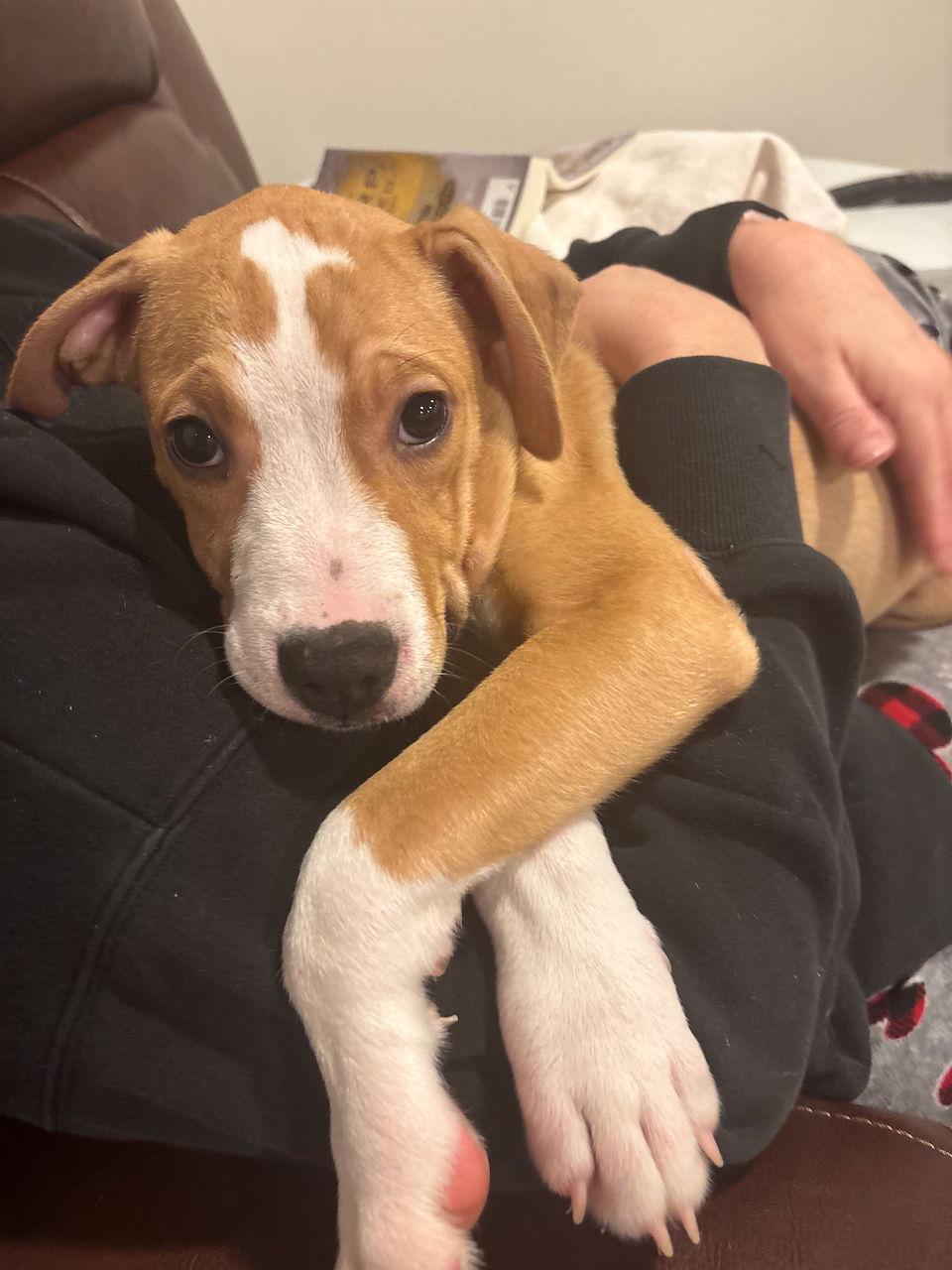 Enlarge Angel Food Cake, a Adoptable mixed breed in GILBERTS, IL image 3/3
