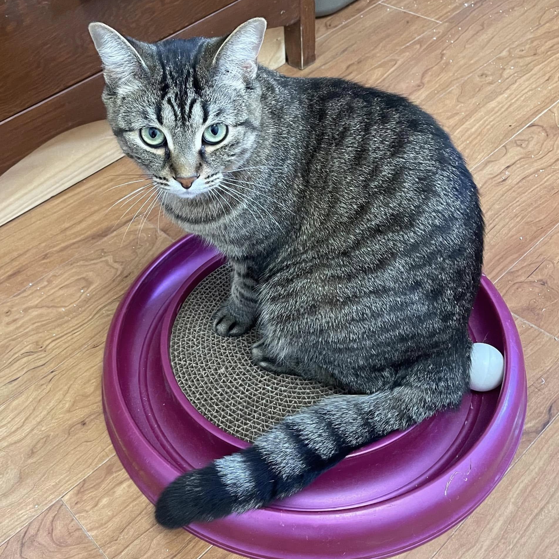 Baily - A Playful, Loyal Lady! photo 2