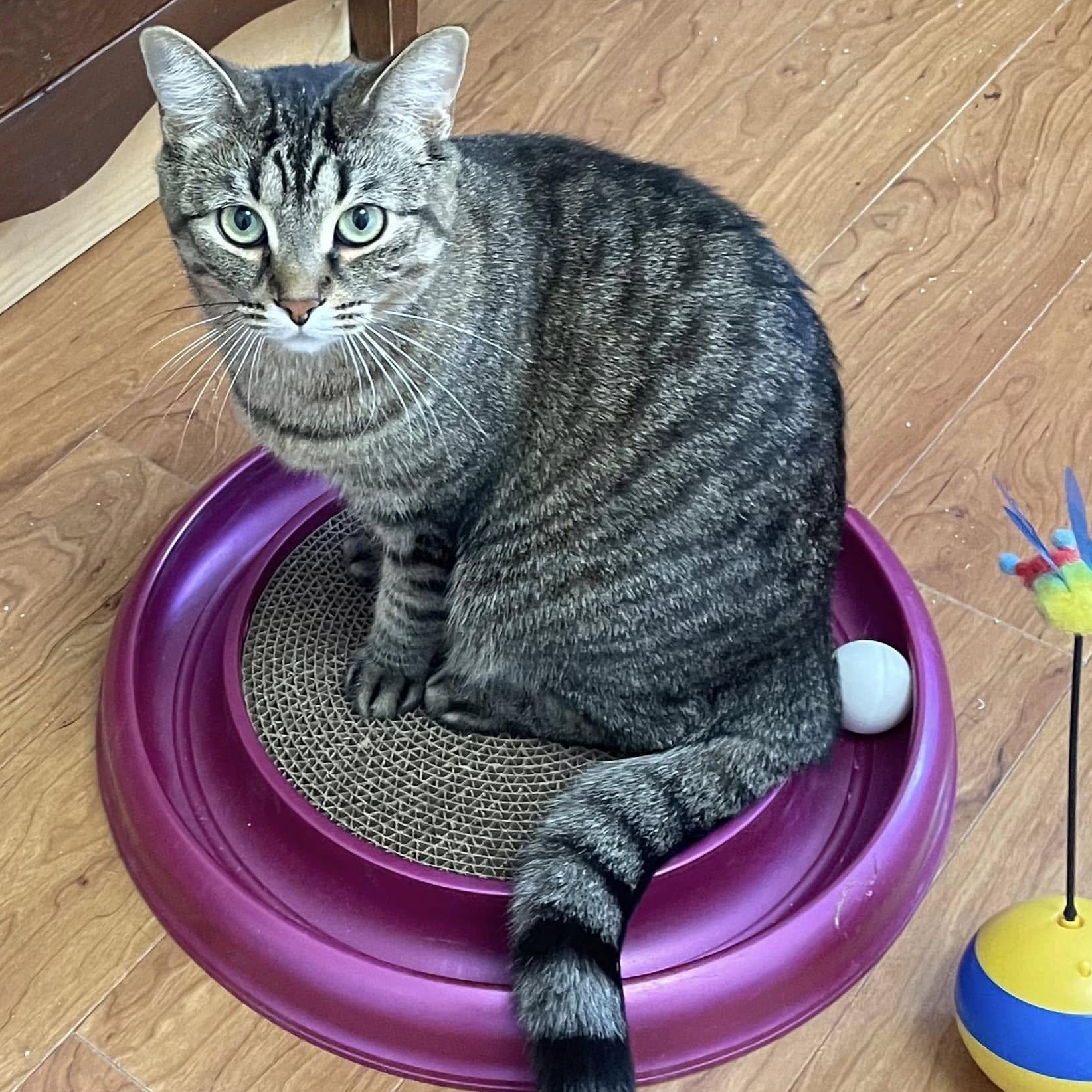 Baily - A Playful, Loyal Lady!, Adult Female Tabby