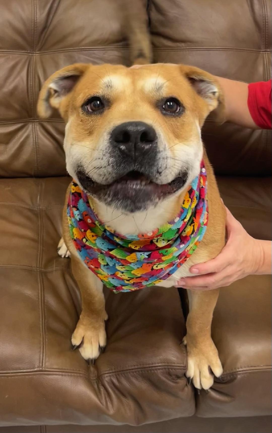 Shorty, Adoptable, Adult Male American Bulldog & Pit Bull Terrier.