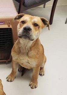 Shorty, Adoptable, Adult Male American Bulldog & Pit Bull Terrier.