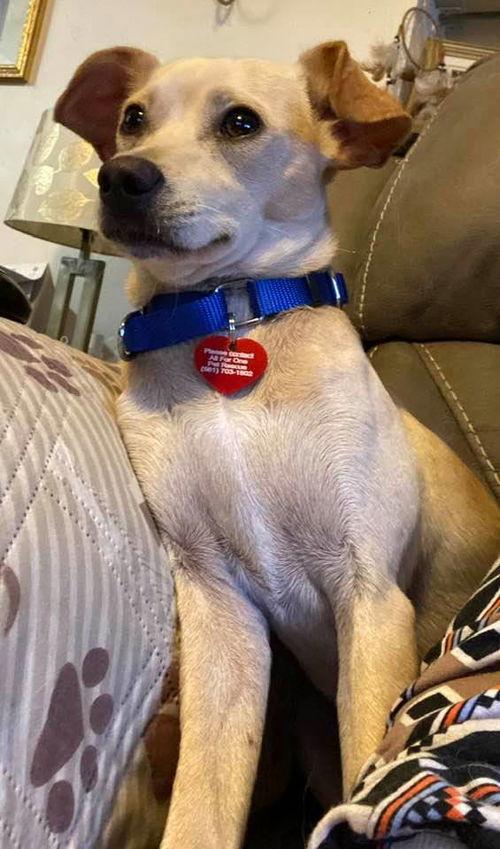 Enlarge Waldo, a Adoptable Chihuahua in Royal Palm Beach, FL image 1/1