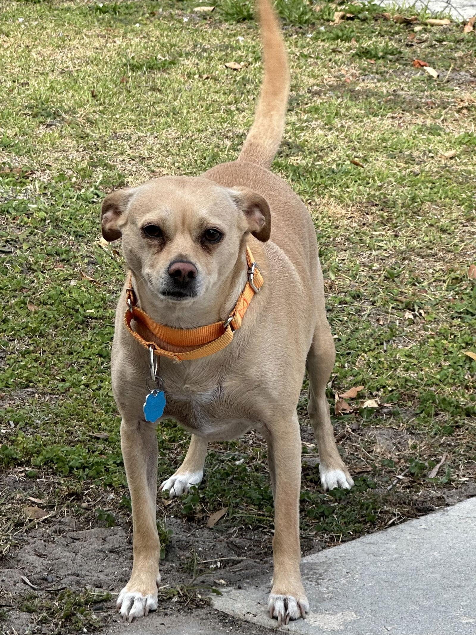 Enlarge Waldo, a Adoptable Chihuahua in Royal Palm Beach, FL image 2/3