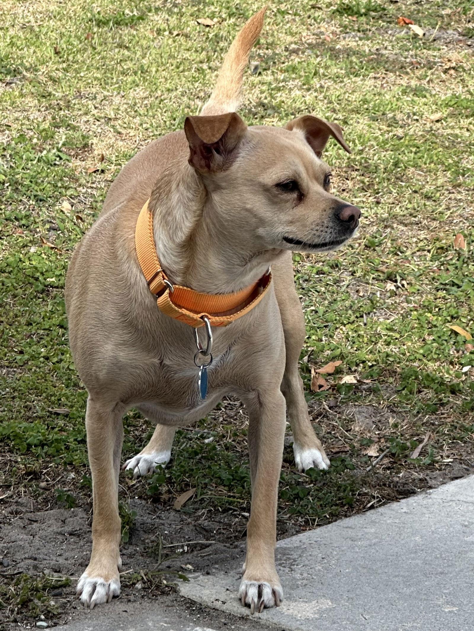 Enlarge Waldo, a Adoptable Chihuahua in Royal Palm Beach, FL image 3/3
