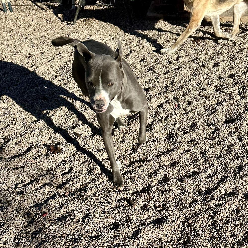Kloie, Adoptable, Adult Female Pit Bull Terrier.