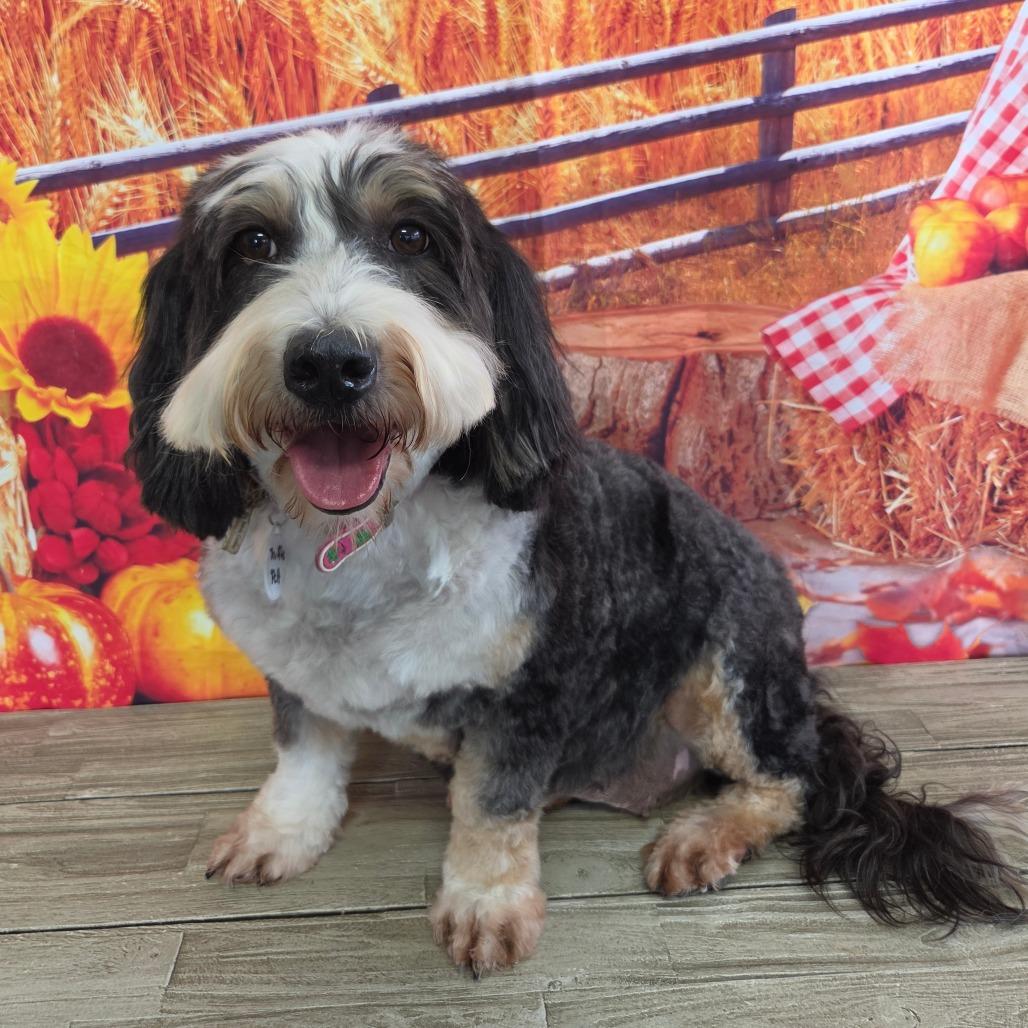 Enlarge Truffle, a Adoptable mixed breed in Normal, IL image 1/4