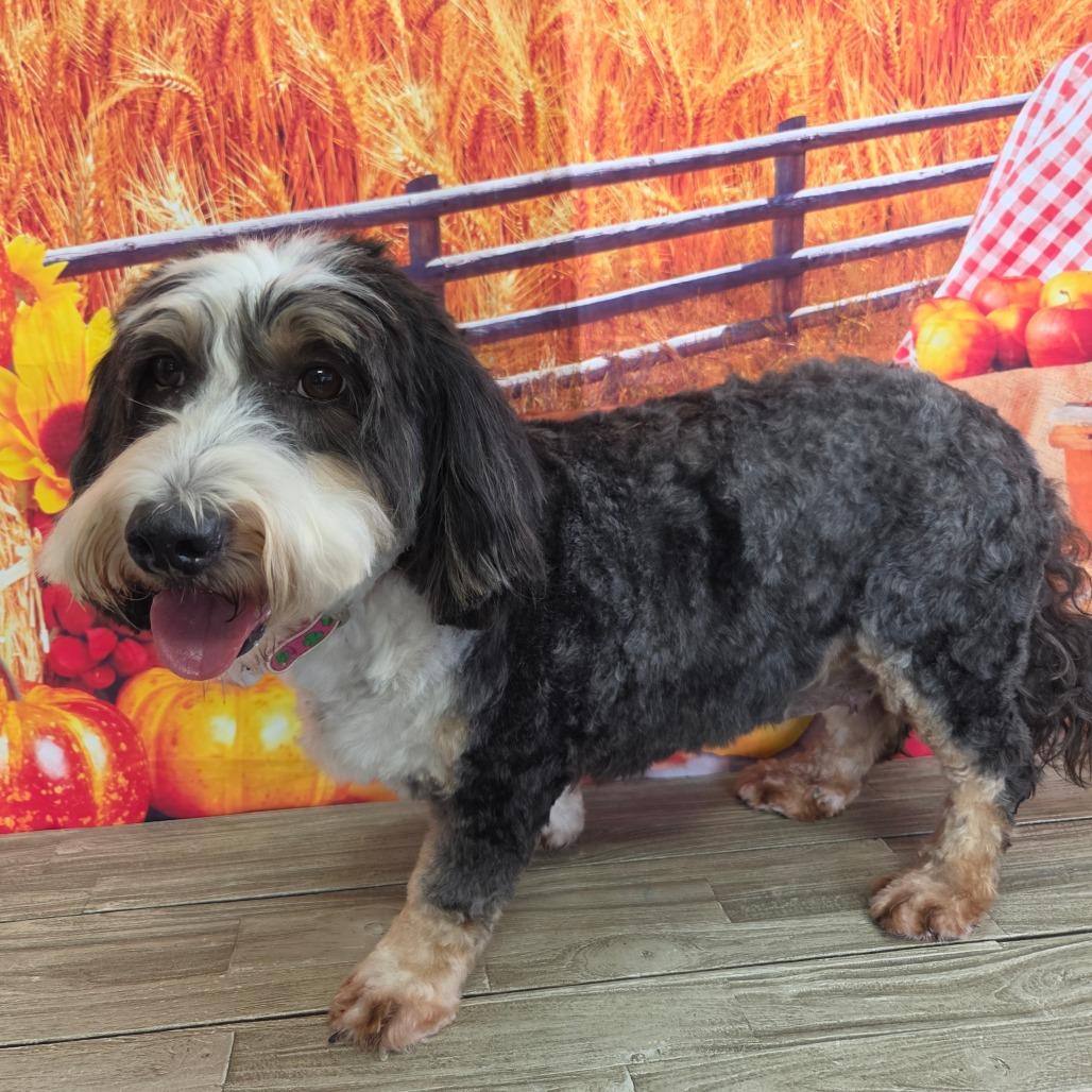 Enlarge Truffle, a Adoptable mixed breed in Normal, IL image 2/4