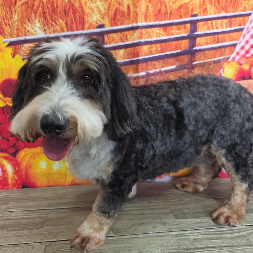 Enlarge Truffle, a Adoptable mixed breed in Normal, IL image 3/4