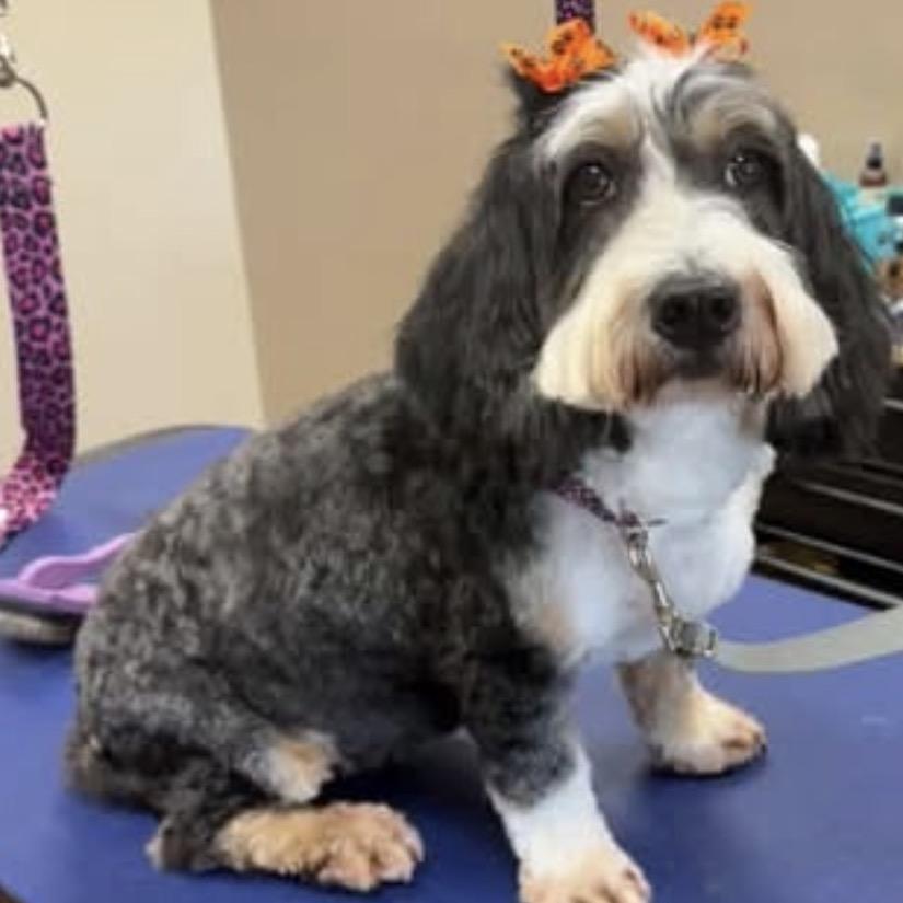 Enlarge Truffle, a Adoptable mixed breed in Normal, IL image 4/4