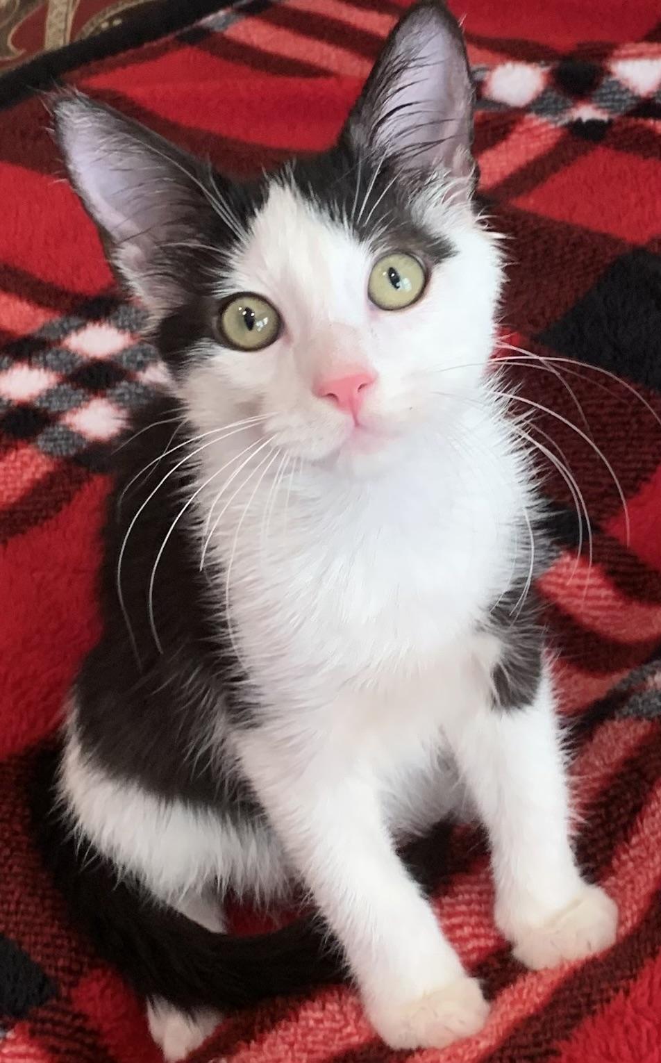KitKat, adopted, Young Male Domestic Short Hair & Tuxedo.