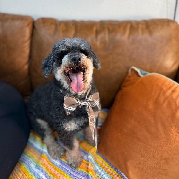 Oliver the Magnificent — thumbnail 2