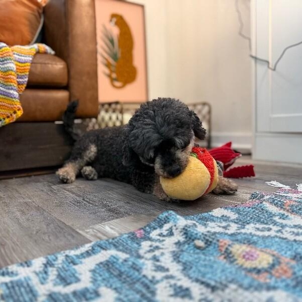 Oliver the Magnificent — thumbnail 4