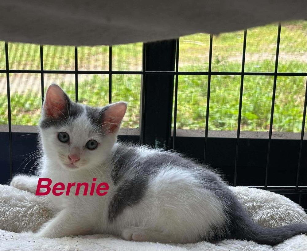 Bernie, a Adoptable Domestic Medium Hair in Fern Park, FL image 1/2