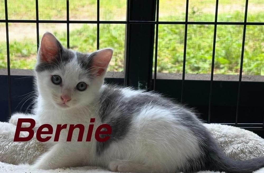 Bernie, a Adoptable Domestic Medium Hair in Fern Park, FL image 2/2