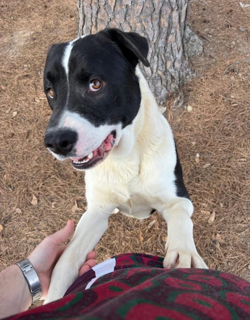 Enlarge Denzel, a Adoptable mixed breed in Little Rock, AR image 1/5