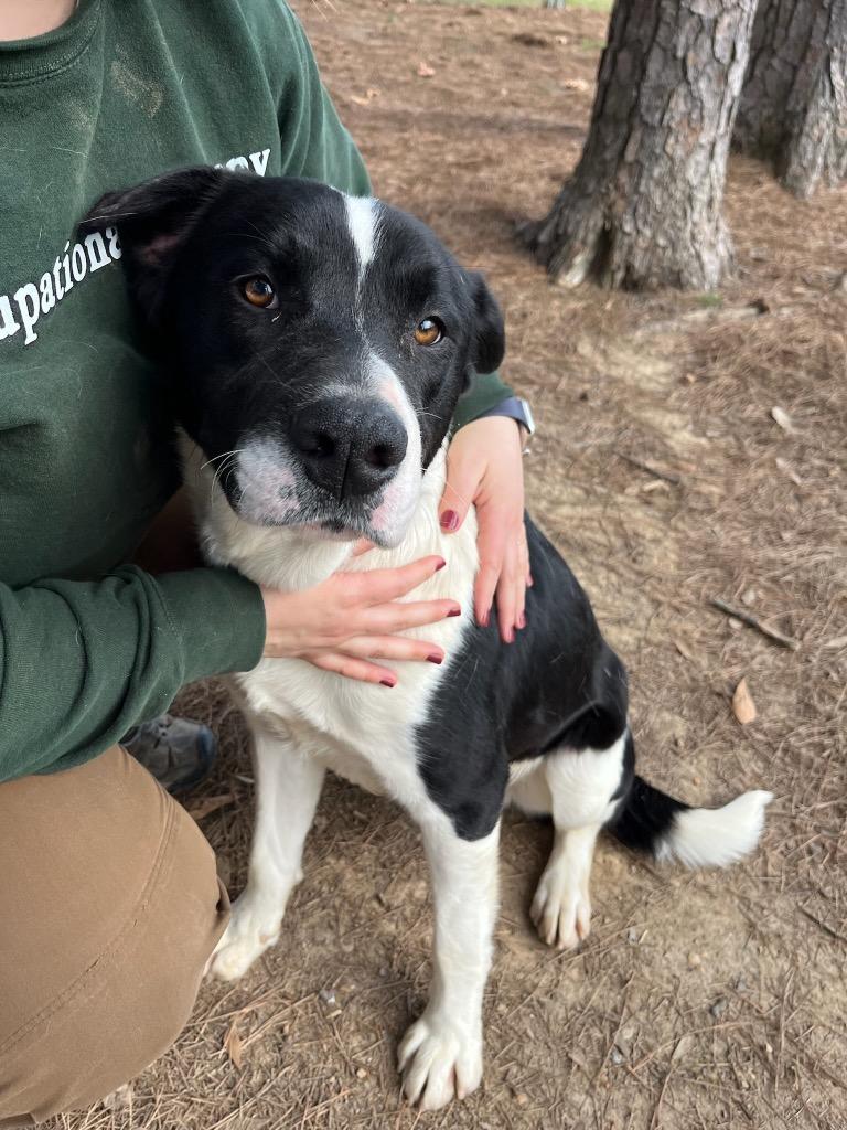 Enlarge Denzel, a Adoptable mixed breed in Little Rock, AR image 2/5