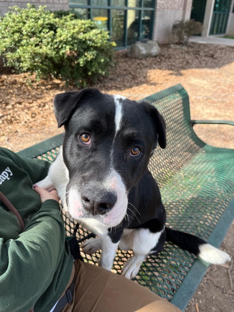 Enlarge Denzel, a Adoptable mixed breed in Little Rock, AR image 3/5