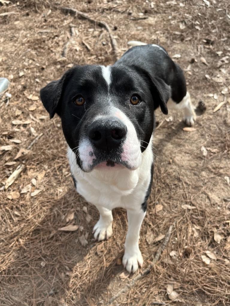 Enlarge Denzel, a Adoptable mixed breed in Little Rock, AR image 4/5