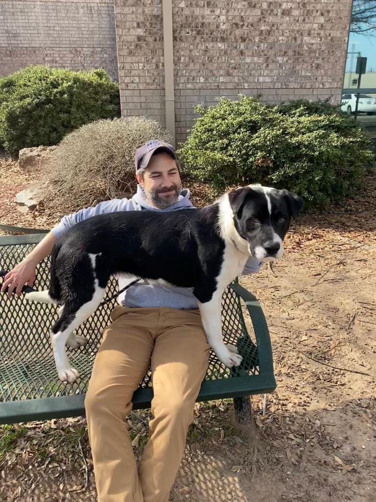 Enlarge Denzel, a Adoptable mixed breed in Little Rock, AR image 5/5